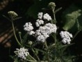 Duizendblad